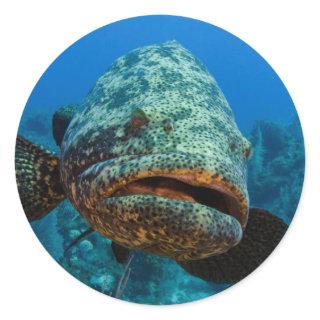 Atlantic Goliath Grouper Classic Round Sticker