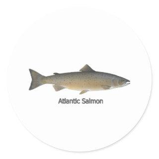 Atlantic Salmon (titled) Classic Round Sticker