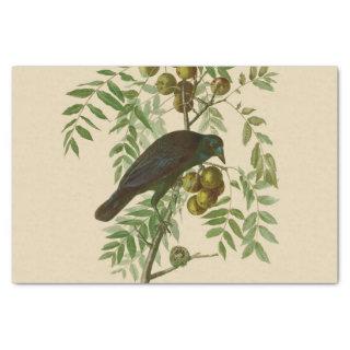 Audubon American Crow Black Bird Tissue Paper