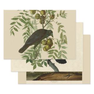 Audubon American Crow Black Bird  Sheets