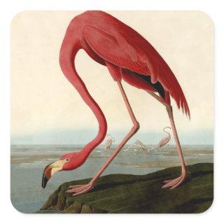 Audubon American Flamingo Square Sticker