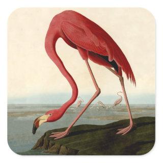 Audubon American Flamingo Square Sticker