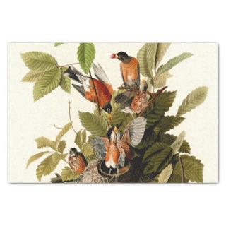 Audubon American Robin Wildlife Bird Illustration Tissue Paper