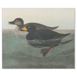 Audubon American Scoter Duck Classic