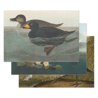 Audubon American Scoter Duck Classic  Sheets