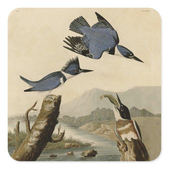 Audubon Belted Kingfisher Wildlife Bird Square Sticker