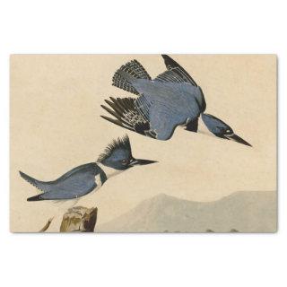 Audubon Belted Kingfisher Wildlife Bird Tissue Paper