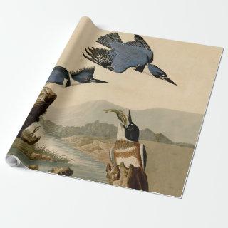 Audubon Belted Kingfisher Wildlife Bird