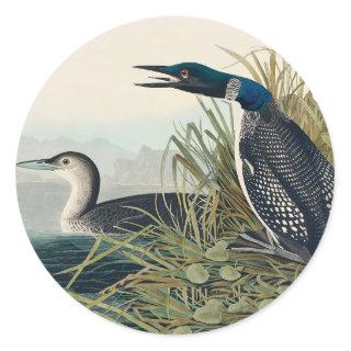 Audubon Bird Loon Diver Classic Classic Round Sticker