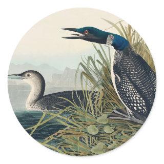 Audubon Bird Loon Diver Classic  Classic Round Sticker