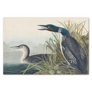 Audubon Bird Loon Diver Classic Tissue Paper