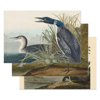 Audubon Bird Loon Diver Classic  Sheets