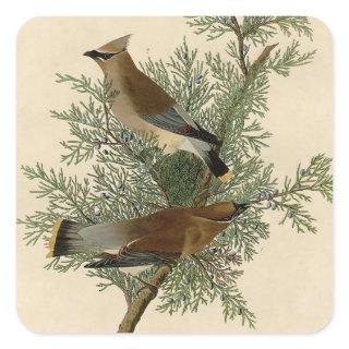 Audubon Cedar Waxwing Bird Square Sticker