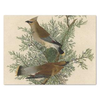 Audubon Cedar Waxwing Bird Tissue Paper