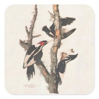 Audubon Ivory-Billed Woodpecker Square Sticker