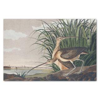 Audubon Long-Billed Curlew Bird Tissue Paper