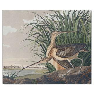 Audubon Long-Billed Curlew Bird