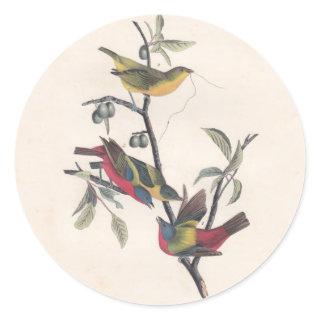Audubon Painted Bunting Bird Wildlife Classic Round Sticker