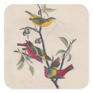 Audubon Painted Bunting Bird Wildlife Square Sticker