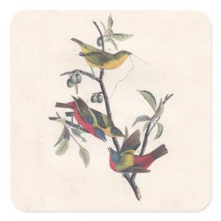 Audubon Painted Bunting Bird Wildlife Square Sticker