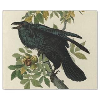Audubon Raven Bird Classic Artwork