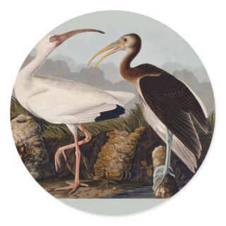 Audubon White Ibis Classic Round Sticker