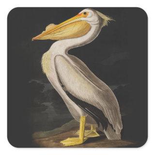 Audubon White Pelican Bird America Square Sticker