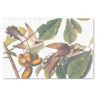 Audubon's Yellow-Billed Cuckoo Birds in Fruit Tree Tissue Paper