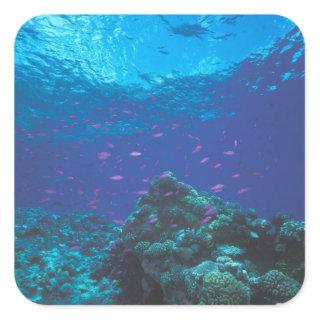 Australia, Great Barrier Reef. Swarming Purple Square Sticker