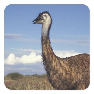 Australia, Western Australia. Emu (Dromaius Square Sticker
