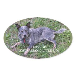 Australian cattle dog love w pic oval sticker