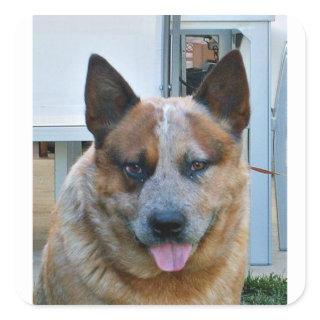 australian cattle dog red.png square sticker