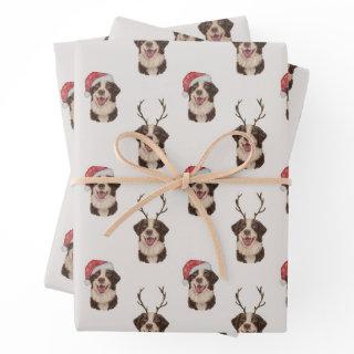 Australian shepherd Christmas