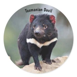 Australia's Tasmanian Devil Classic Round Sticker