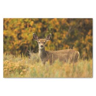 Autumn Deer Fawn Tissue Paper