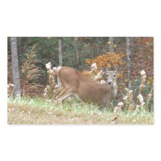 Autumn Deer in Lake Arrowhead GA Rectangular Sticker