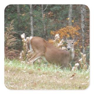 Autumn Deer in Lake Arrowhead GA Square Sticker