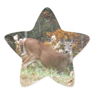 Autumn Deer in Lake Arrowhead GA Star Sticker
