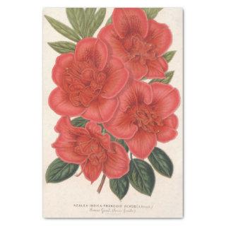 Azalea (Indica) Francois Devos by Charles Lemaire Tissue Paper