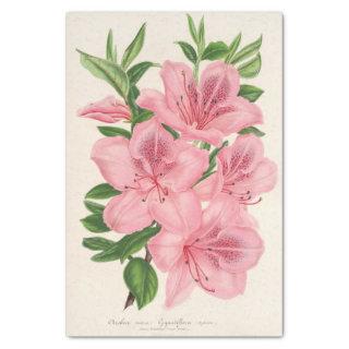 Azalea Indica (Hybrida) Gigantiflora by Lemaire Tissue Paper
