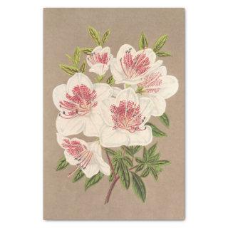 Azalea (indica) Reine des Pays-Bas by Lemaire Tissue Paper