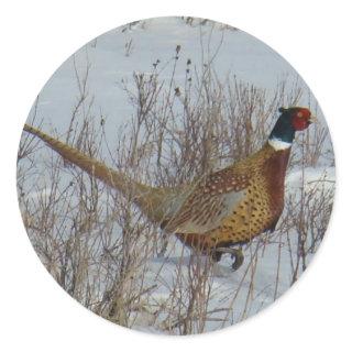 B23 Ring-necked Pheasant in Snow Classic Round Sticker