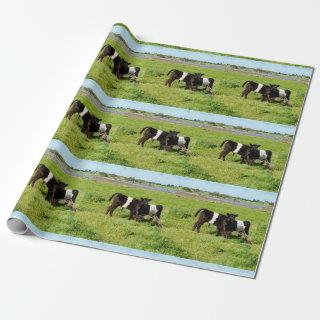 Baby Belted Galloway Cows In The Country