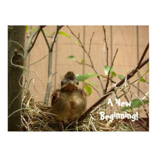 Baby Bird Cardinal Wall Poster