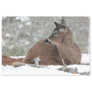 Baby Deer in Winter Coat  Tissue Paper
