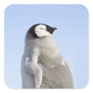 Baby Emperor Penguin, Snow Hill Island Square Sticker