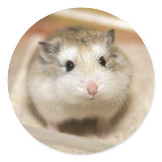 Baby Hamster Stare Classic Round Sticker