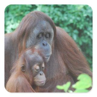 Baby Orangutan with Mother  Stickers