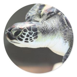 Baby Sea Turtle Sticker