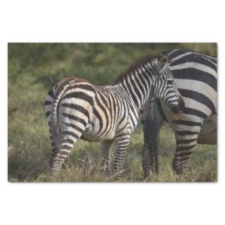 Baby Zebra in Africa Tissue Paper